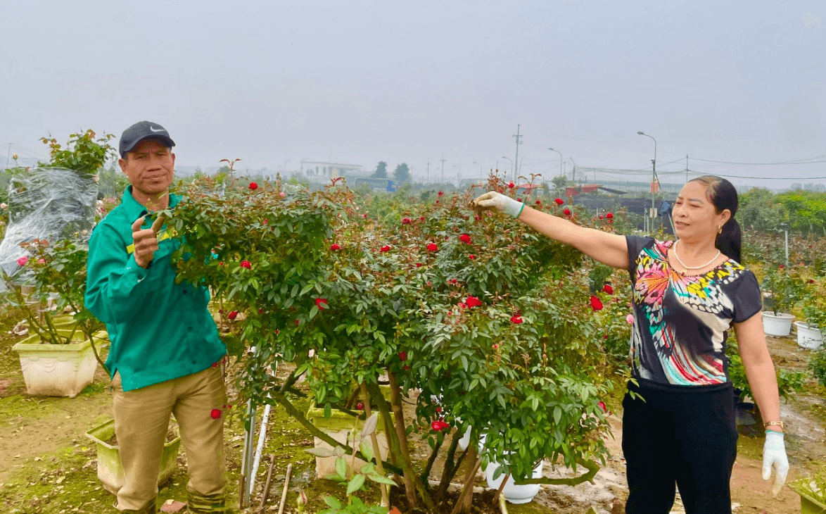 Vựa hoa Mê Linh những ngày giáp Tết