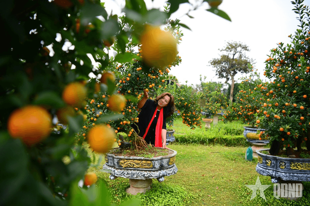 Quất Tứ Liên "cháy" hàng