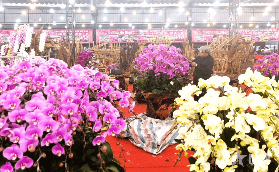 Hội chợ hoa xuân phường Long Biên