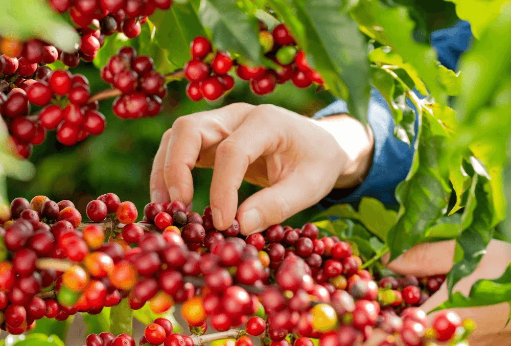 Bản tin nông sản hôm nay (11-2): Giá cà phê tăng, giá hồ tiêu ở mức cao