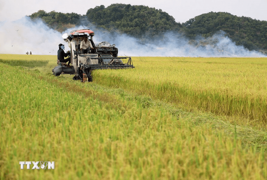 Bản tin nông sản hôm nay (14-2): Giá cà phê tăng mạnh