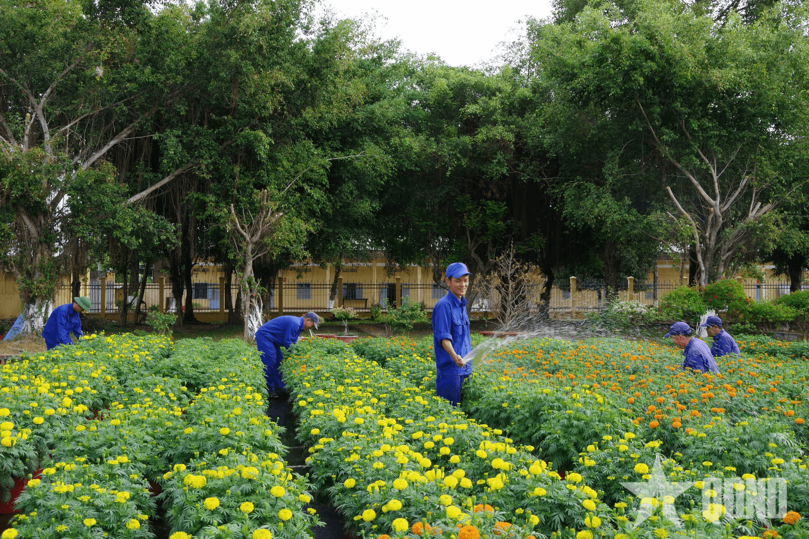 Quân khu 9: Sắc hoa đón mùa Xuân mới