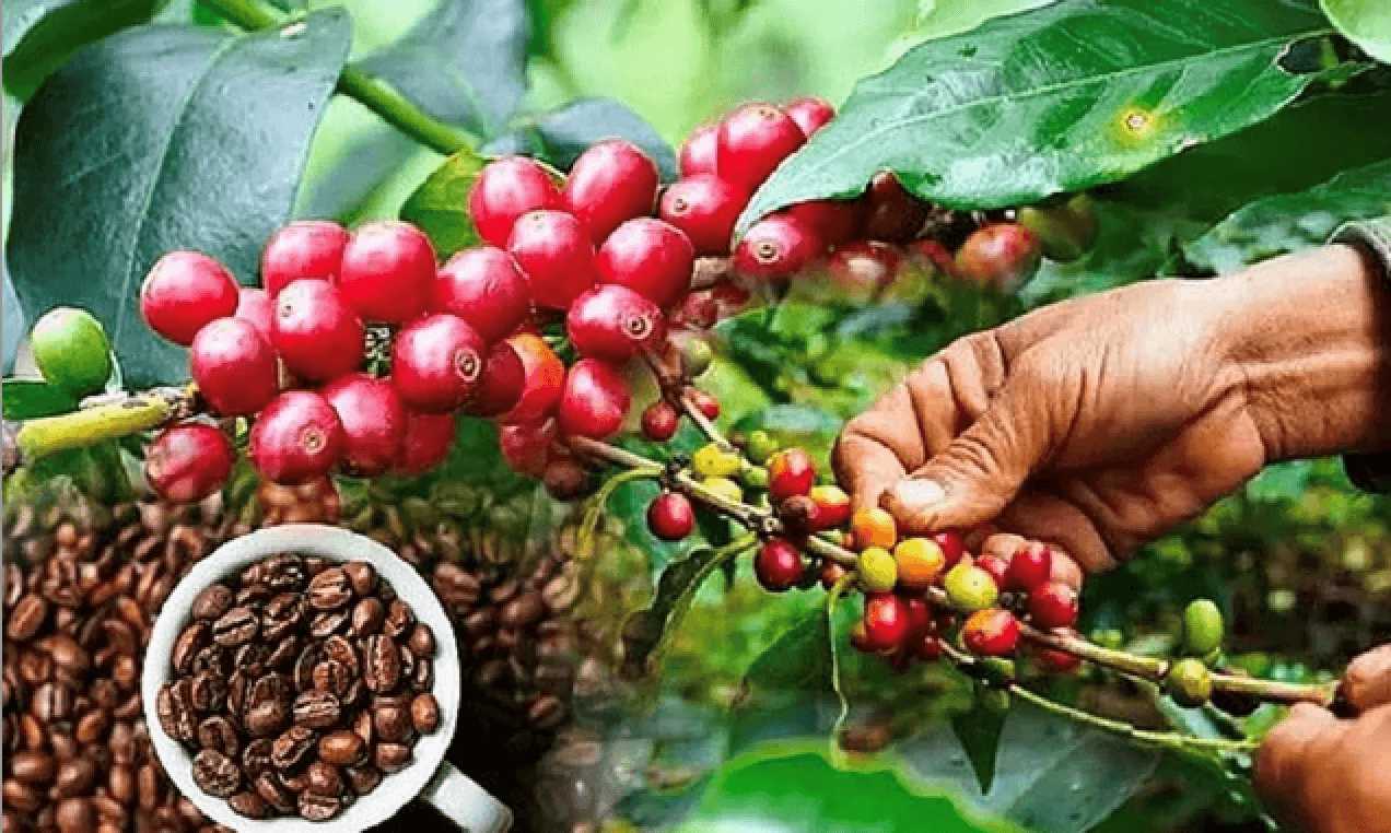 Bản tin nông sản hôm nay (19-2): Giá cà phê và hồ tiêu duy trì ở mức cao