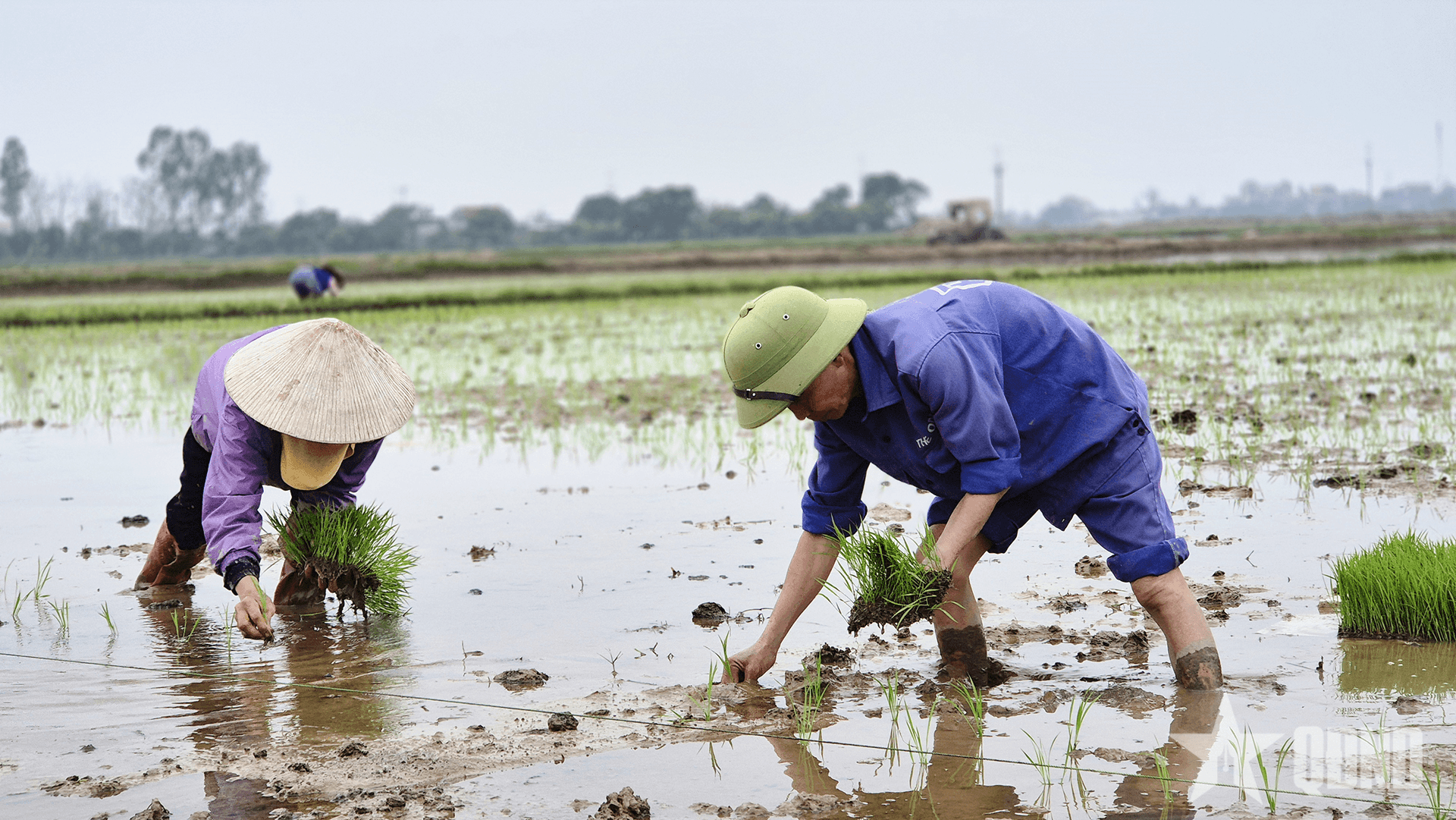 Nông dân hối hả ra đồng cấy lúa vụ chiêm