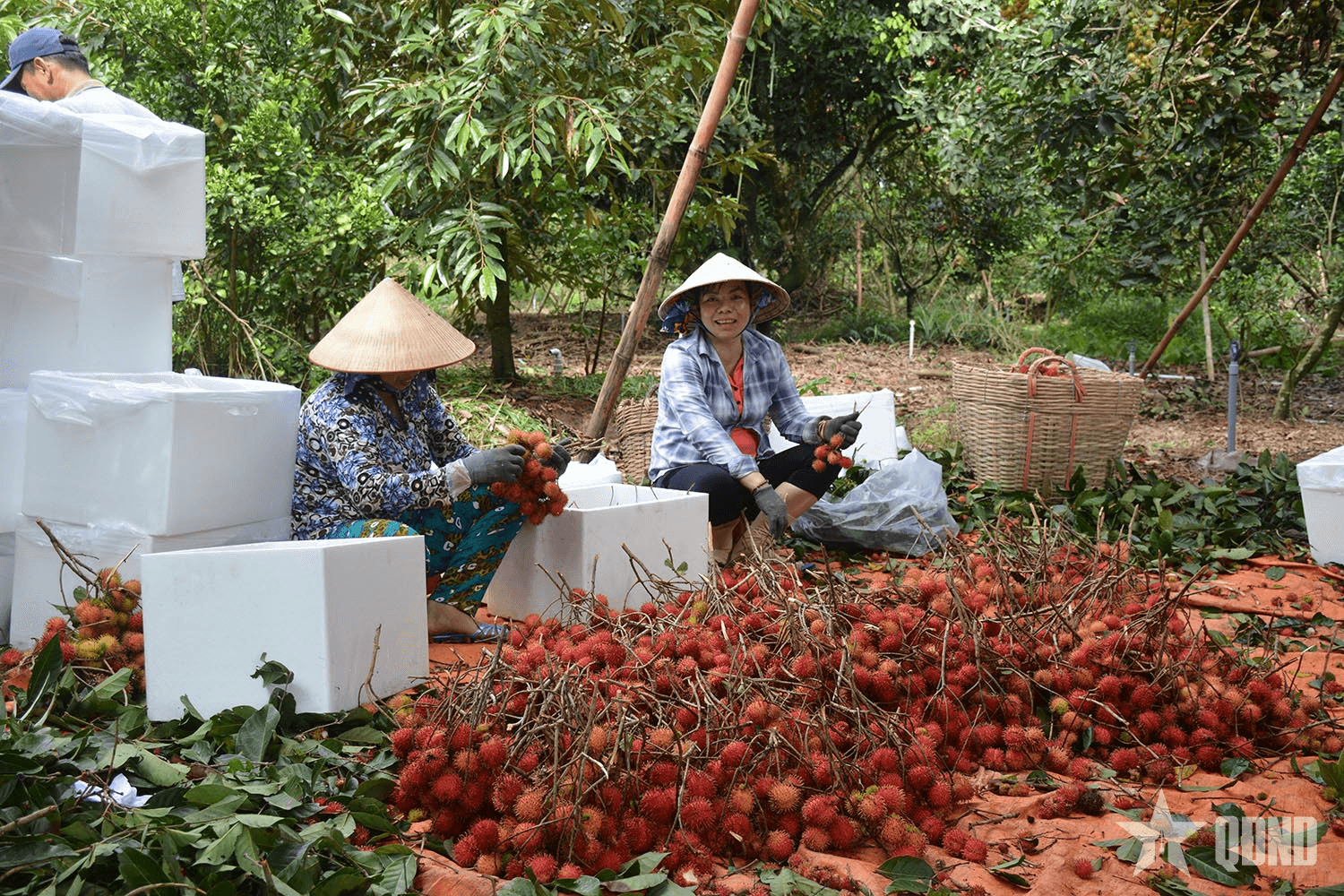 Năm 2025-Nông nghiệp vượt khó, có kỷ lục
