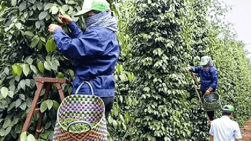 Bản tin nông sản hôm nay (22-2): Giá hồ tiêu trong nước cao; lúa gạo đi ngang