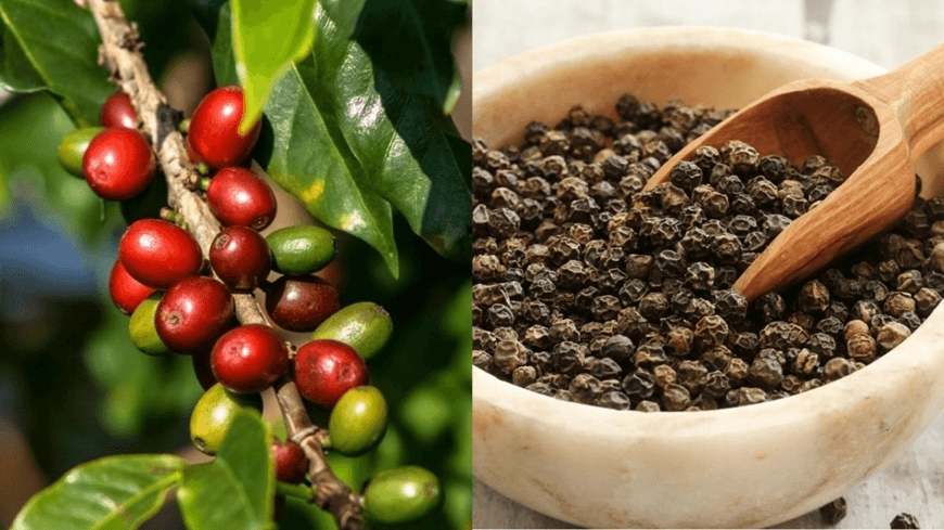 Bản tin nông sản hôm nay (23-2): Giá cà phê áp sát 98.000 đồng/kg