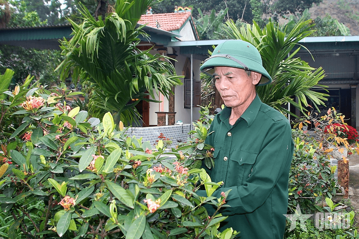 Cựu chiến binh bám rừng làm giàu

​