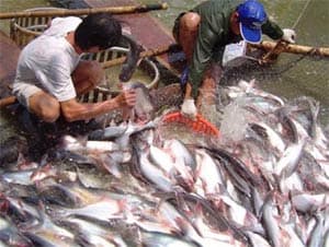 NGƯ DÂN HỘI NHẬP