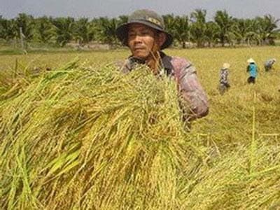 DOANH NGHIỆP “ÉP” NÔNG DÂN