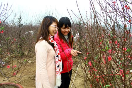 Đào, quất Hà Nội vào xuân
