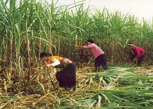 ĐỦ VẪN XIN NHẬP