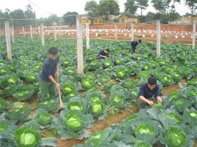 Hiệu quả các khu tăng gia sản xuất tập trung ở Binh đoàn Hương Giang