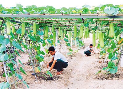 Kinh nghiệm chỉ đạo bảo đảm rau xanh trong thời kỳ giáp vụ của Binh chủng Công binh