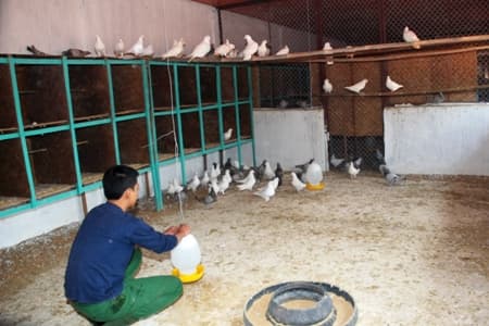 Binh đoàn Hương Giang phát triển đa dạng mô hình chăn nuôi