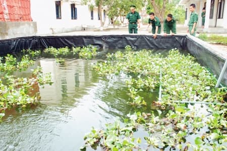 Mô hình nuôi cá trê phi thương phẩm ở Đồn Biên phòng Nhật Lệ