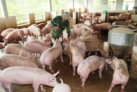 Mô hình liên kết nuôi lợn thịt hiệu quả