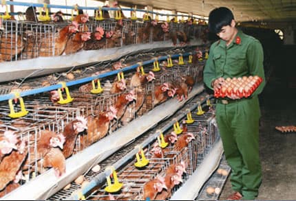 Bước đột phá trong tăng gia sản xuất ở Sư đoàn 312