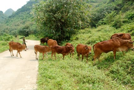 Kỹ thuật chăn nuôi bò thịt thâm canh tập trung ở các đơn vị