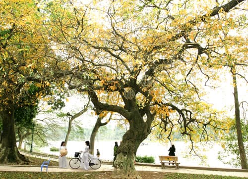 “Mùa thu châu Âu” giữa lòng Hà Nội