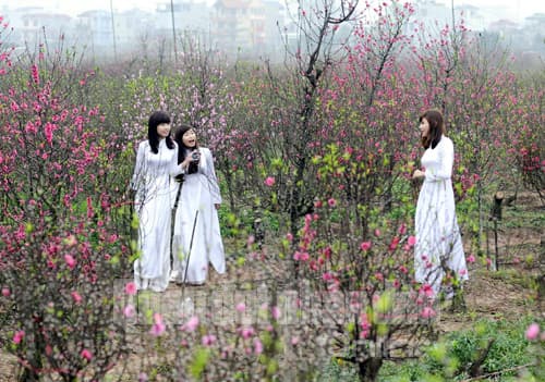Xuân đã về trên phố