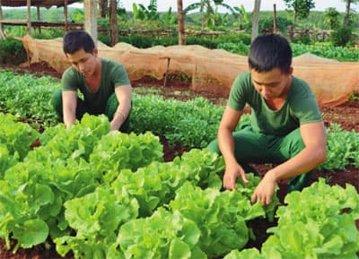 Nhiều đơn vị tăng gia sản xuất hiệu quả