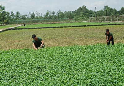 Trồng rau trên cát ở Trường quân sự Binh đoàn Tây Nguyên