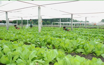 Kinh nghiệm trồng rau xanh trong mùa mưa ở Sư đoàn 9