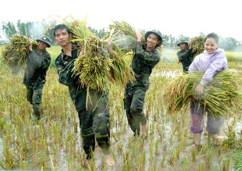 Bộ đội Sư đoàn 301 giúp dân gặt lúa chạy nước