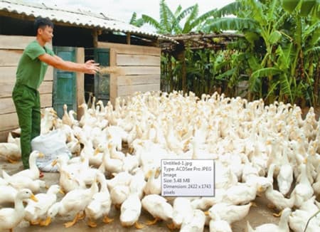 Chủ động phòng chống dịch bệnh và chống rét cho đàn gia súc, gia cầm vụ Đông Xuân