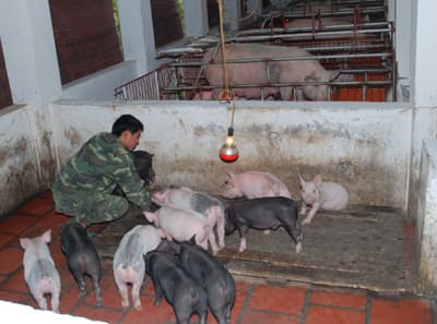 Kết quả bước đầu thực hiện 3 khâu đột phá trong công tác bảo đảm hậu cần ở Đoàn Sao Vàng